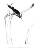 Buy Perched Bird at AllPosters.com