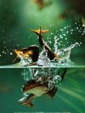 Frog under Water