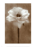 Antique Rose