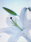 White Flower
