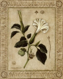 Buy Angel Trumpet I at AllPosters.com