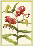 Buy Tiger Lily at AllPosters.com