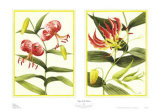 Buy Tiger Lily Petites at AllPosters.com