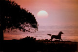 Running Horse At Sunset Poster