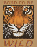 Tiger Eyes