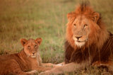 Lion & Cub