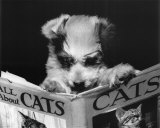 All About Cats