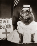 Nurse Kitty Four Paws