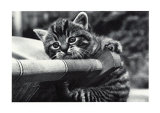 Cat Precious