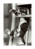 Cat Krazy