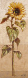 Le Soleil de la Belle Annee II