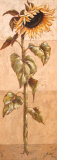 Le Soleil de la Belle Annee III