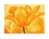 Golden Tulip