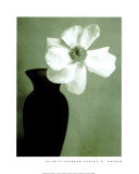 Single Anemone