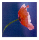 Buy Summer Colours I at AllPosters.com