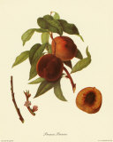 Buy Prunus Persica at AllPosters.com
