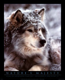 Timber Wolf