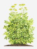 Illustration of Levisticum Officinale (Lovage), Foliage and Yellow Flowers