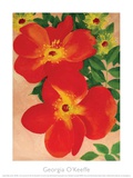 Austrian Copper Rose Art Print