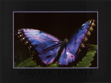 Blue Morpho