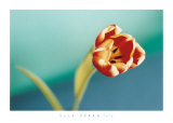 Buy Tulip at AllPosters.com