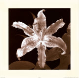 Tiger Lily