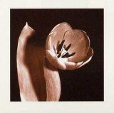 Open Tulip