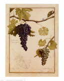 Cabernet Sauvignon Art Print