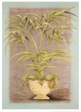 Jarrones Plantas II