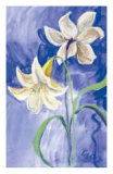 Buy Flores Blancas Fondo Azul at AllPosters.com