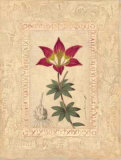 Buy Lilium at AllPosters.com