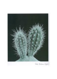 Buy Cactus Plants I at AllPosters.com