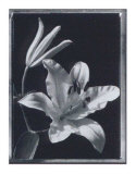 Buy Iris at AllPosters.com