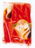 Buy Colours of Summer IV at AllPosters.com