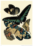 Buy Butterflies I at AllPosters.com