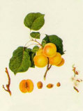 Prunus Armeniaca