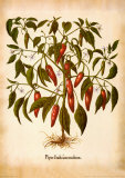 L'Herbier II