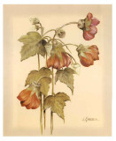 Buy Flores Colgantes IV at AllPosters.com