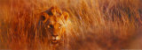 Me, the King