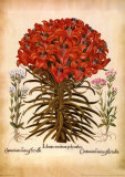 L'Herbier VII