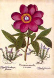 L'Herbier V