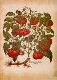L'Herbier I
