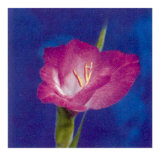 Buy Summer Colours IV at AllPosters.com