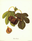 Ficus Carica