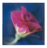 Buy Summer Colours II at AllPosters.com