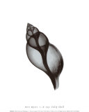 Buy Tulip Shell at AllPosters.com