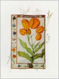 Buy Botanics of 17th Century I at AllPosters.com