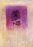 Lilac Anemone