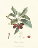 Cherries