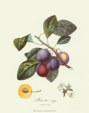 Plums